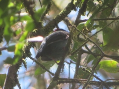 Chiroxiphia caudata