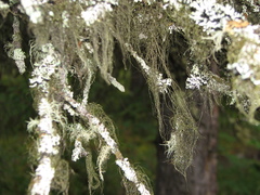 Usnea longissima