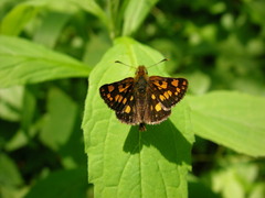 Carterocephalus mandan
