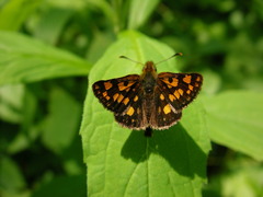 Carterocephalus mandan