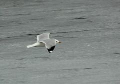 Larus canus