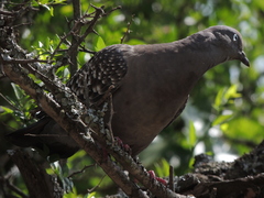 Patagioenas maculosa