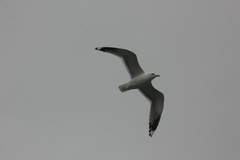 Larus canus