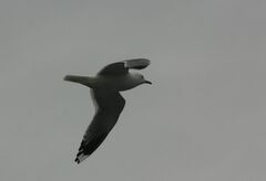 Larus canus