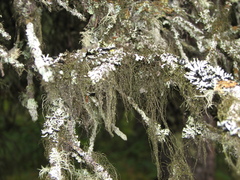 Usnea longissima