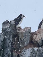 Pygoscelis antarcticus