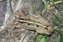 Rhinella crucifer