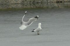 Larus canus
