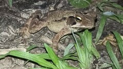 Rhinella crucifer