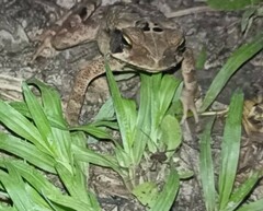 Rhinella crucifer