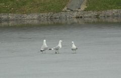 Larus canus