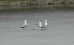 Larus canus