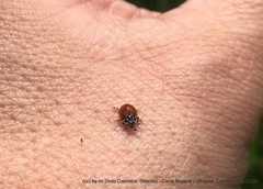 Cycloneda emarginata