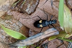 Oxycheila tristis