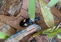 Oxycheila tristis