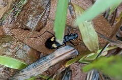 Oxycheila tristis