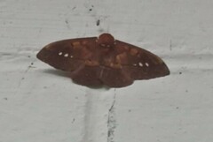 Procitheronia purpurea