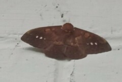 Procitheronia purpurea