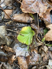 Geum