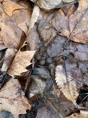 Sylvilagus floridanus