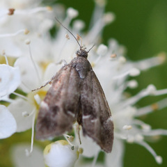 Anthophila fabriciana