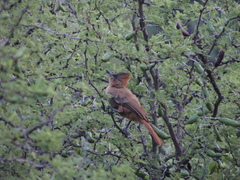 Pseudoseisura lophotes