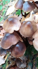 Mycena inclinata