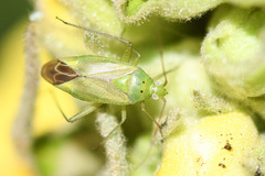 Closterotomus norwegicus