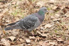 Columba livia domestica