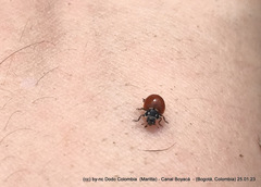 Cycloneda emarginata