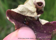 Cycloneda emarginata