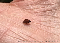 Cycloneda emarginata