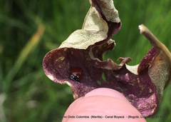 Cycloneda emarginata