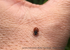 Cycloneda emarginata