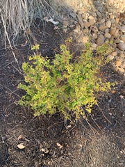 Zanthoxylum hirsutum