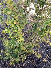 Zanthoxylum hirsutum