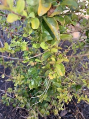 Zanthoxylum hirsutum