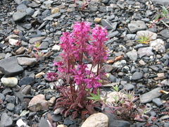 Pedicularis verticillata