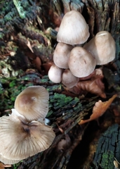 Mycena inclinata