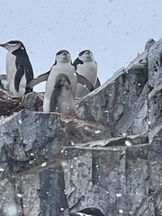 Pygoscelis antarcticus