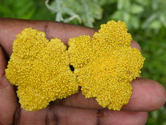 Helichrysum umbraculigerum