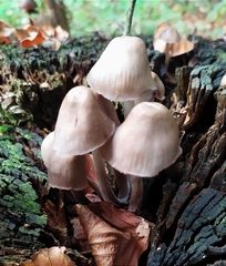 Mycena inclinata
