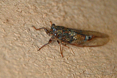 Cicadettina