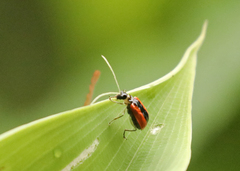 Paratriarius tropicus