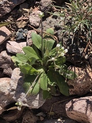Tomostima cuneifolia