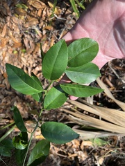Citrus deliciosa