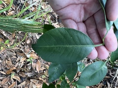 Citrus deliciosa