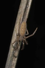 Larinia