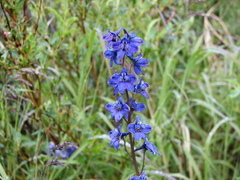 Delphinium glaucum