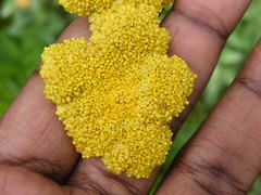 Helichrysum umbraculigerum